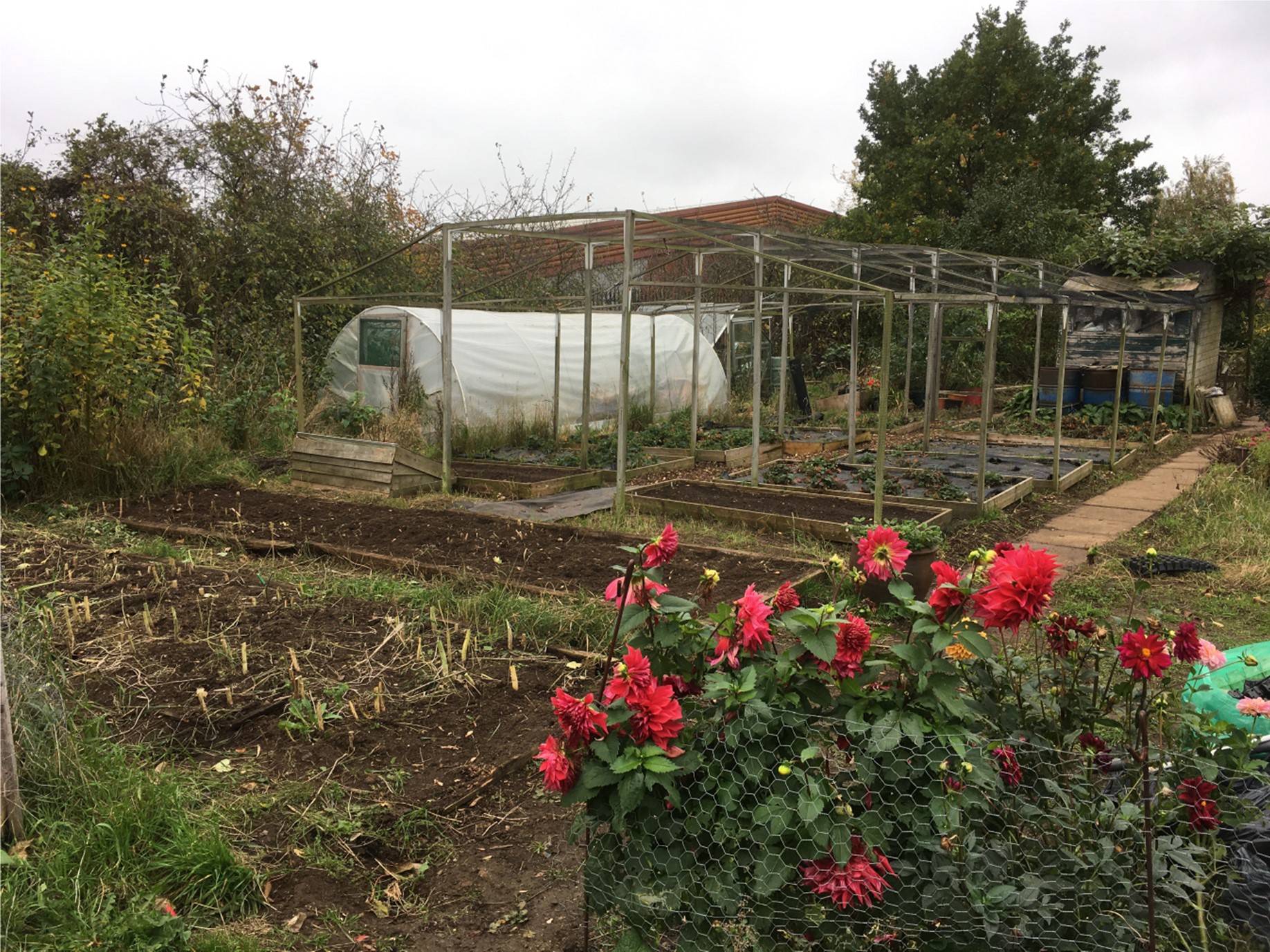 C2C Grows allotment in November 2021