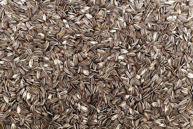 A picture of sunflower seeds to show that in the same way that plants grow from tiny seeds, even a small amount of grant money can help your organisation achieve big things.